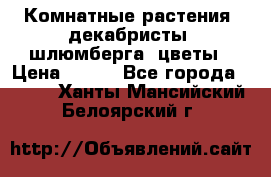 Комнатные растения, декабристы (шлюмберга) цветы › Цена ­ 300 - Все города  »    . Ханты-Мансийский,Белоярский г.